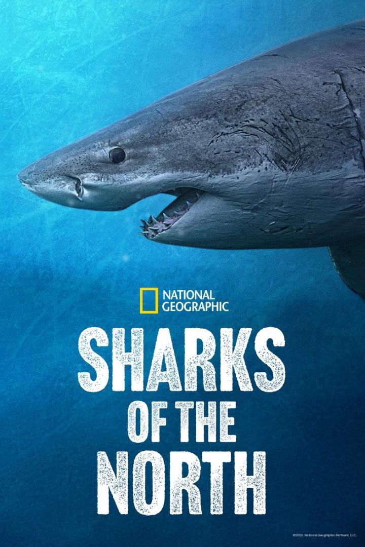 Das Poster für „Sharks of the North“ von National Geographic zeigt einen Hai unter Wasser.