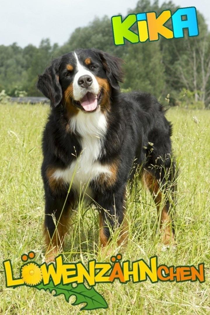Ein Berner Sennenhund steht auf einer Wiese.