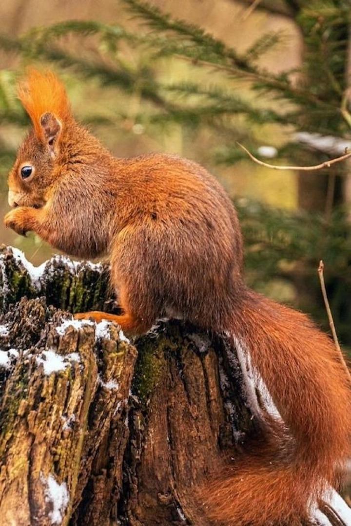Ein Eichhörnchen sitzt auf einem Baumstumpf und frisst etwas.
