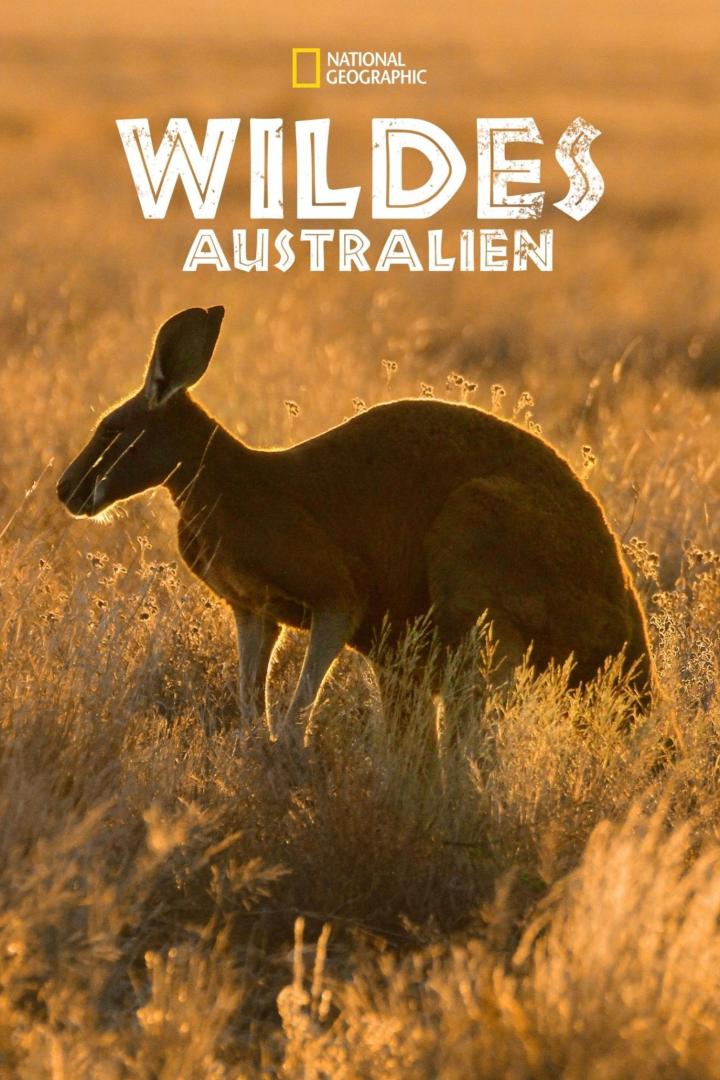 Ein Känguru steht im goldenen Gras Australiens.