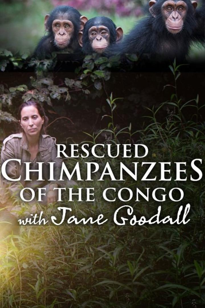 Das Filmplakat für „Rescued Chimpanzees of the Congo with Jane Goodall“ zeigt Schimpansen und Jane Goodall.