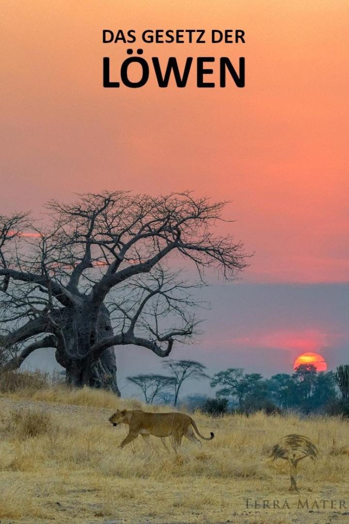 Eine Löwin durchstreift die Savanne bei Sonnenuntergang, im Hintergrund ein markanter Affenbrotbaum.