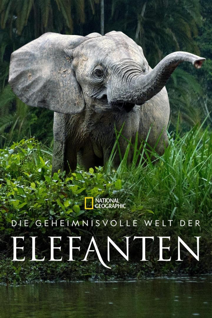 Ein Elefant steht im dichten Grün, möglicherweise in einem Dschungel.