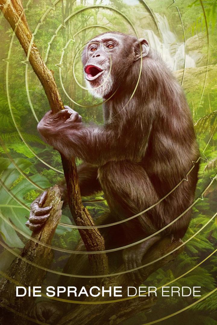 Ein Schimpanse sitzt auf einem Ast und schreit in einem Dschungel.