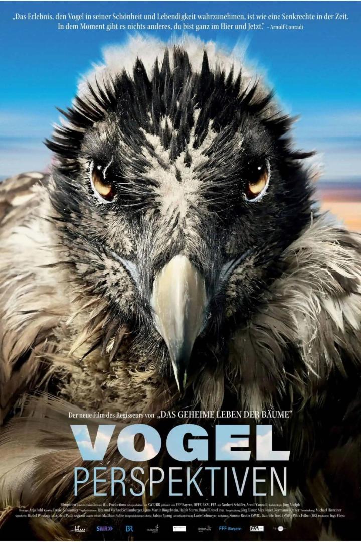 Nahaufnahme des Gesichts eines Vogels für den Film „Vogelperspektiven“.