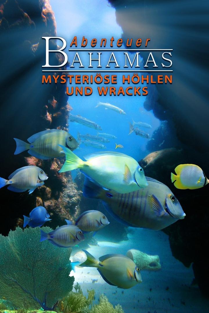Eine Gruppe von Fischen schwimmt in den Gewässern der Bahamas.