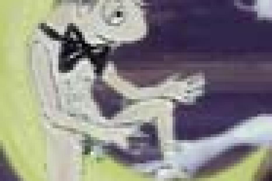 Eine anthropomorphe Echse mit Fliege sitzt auf einer Mondsichel.