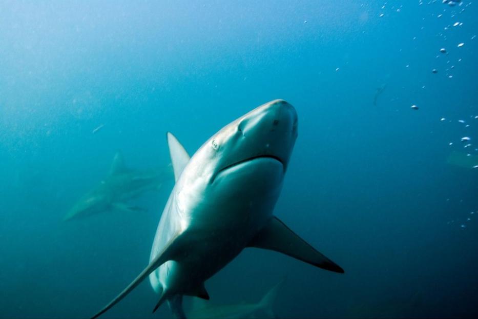 Ein Hai schwimmt im blauen Wasser des Ozeans.