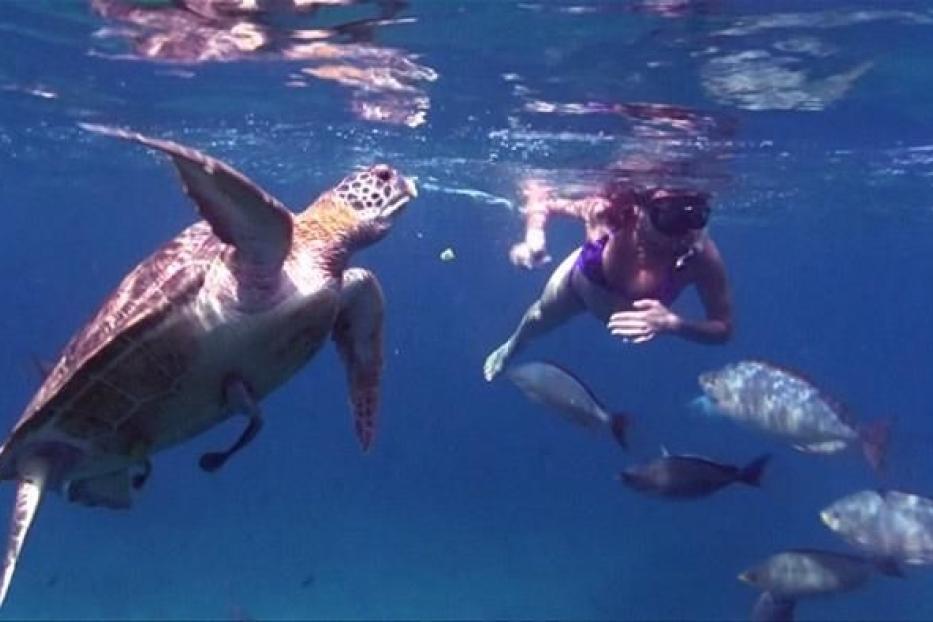 Eine Frau schnorchelt mit einer Meeresschildkröte und Fischen im Ozean.