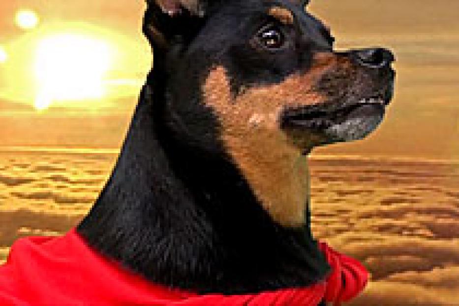 Ein Hund mit einem roten Umhang vor einem Sonnenuntergang.