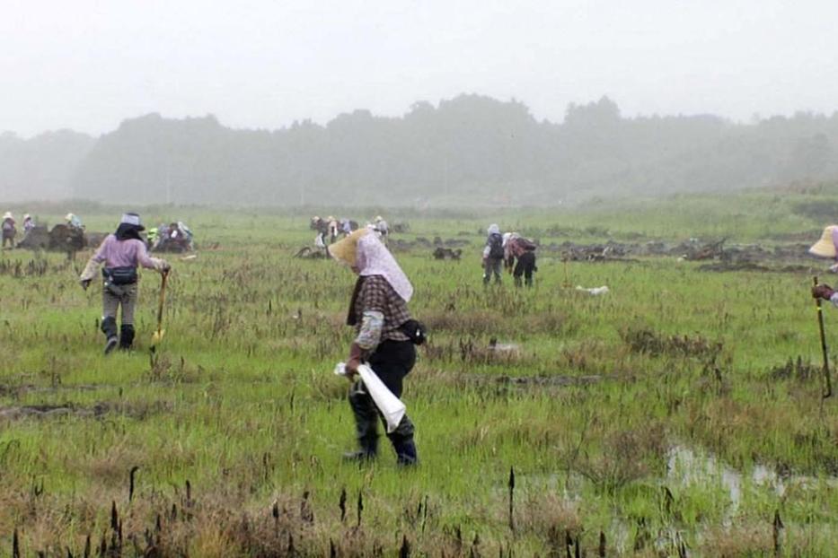 Mehrere Landarbeiter arbeiten auf einem Feld mit stehendem Wasser.
