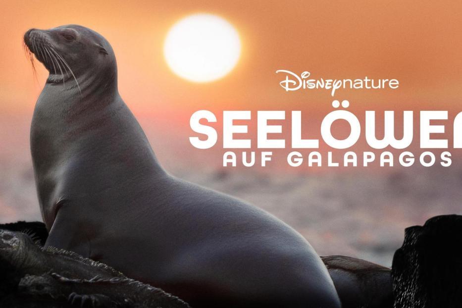 Ein Seelöwe auf den Galapagosinseln vor einem orangefarbenen Himmel.