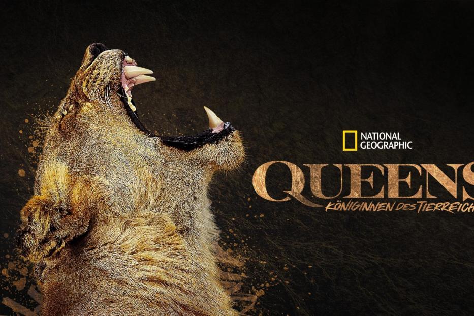 Das Key Visual für die National Geographic-Dokumentation „Queens – Königinnen des Tierreichs“ zeigt eine Löwin.