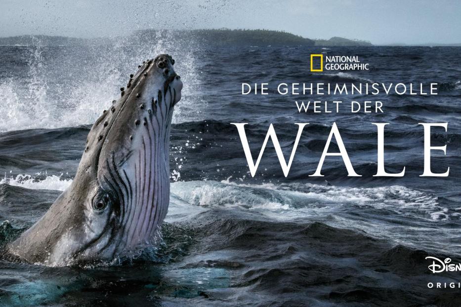 Ein Buckelwal taucht im Ozean auf, Wasser spritzt um seinen Kopf.