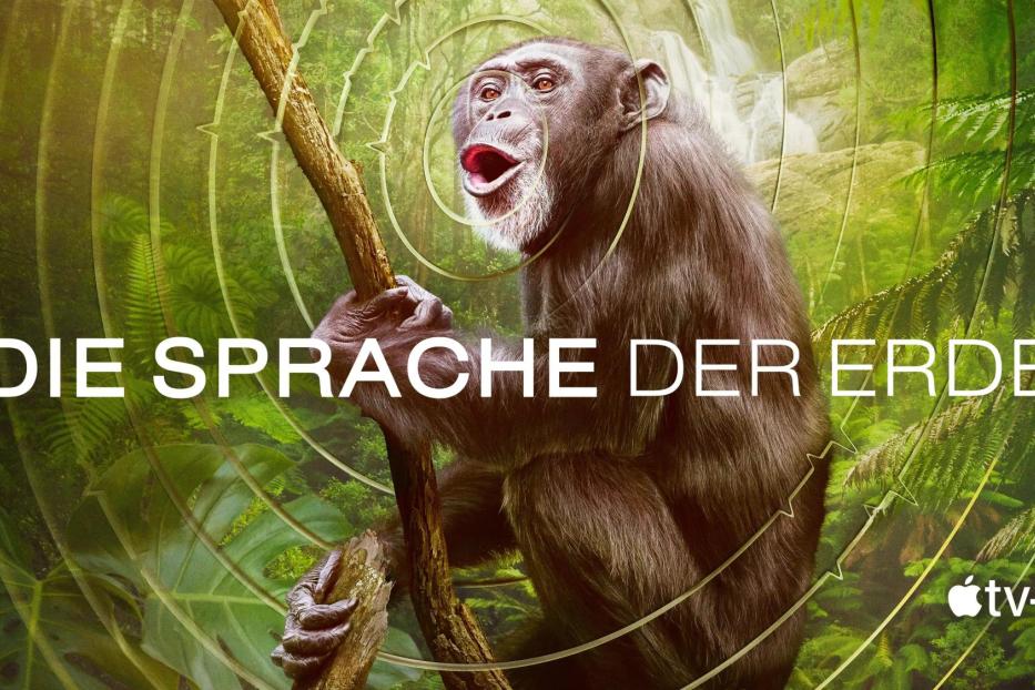 Ein Schimpanse klettert in einem Dschungel auf einen Ast, im Hintergrund ein Wasserfall.