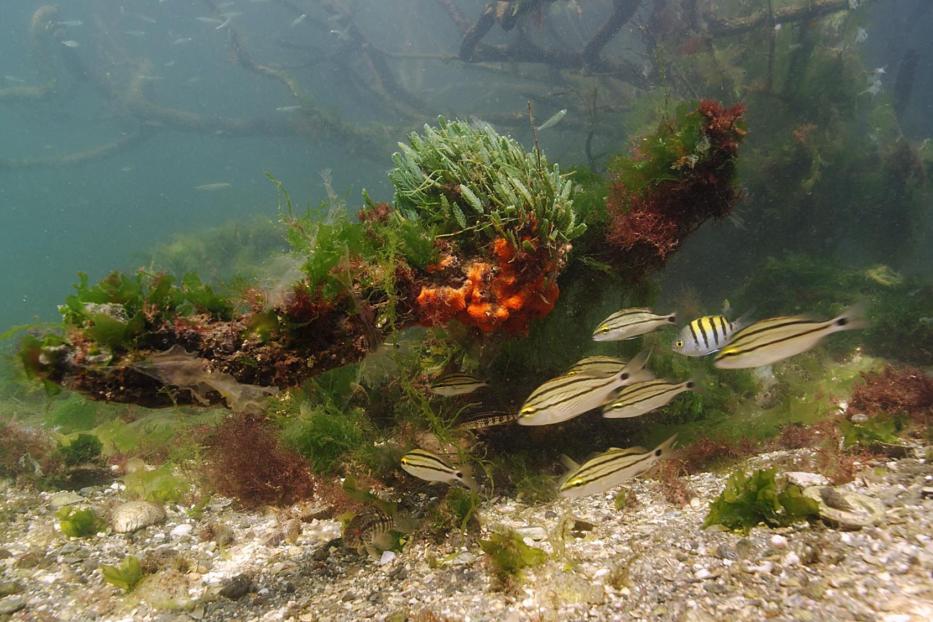 Eine Gruppe von Fischen schwimmt unter Wasser zwischen Algen und Schwämmen.