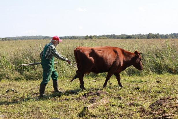Ein Landwirt treibt eine braune Kuh über eine grüne Wiese.