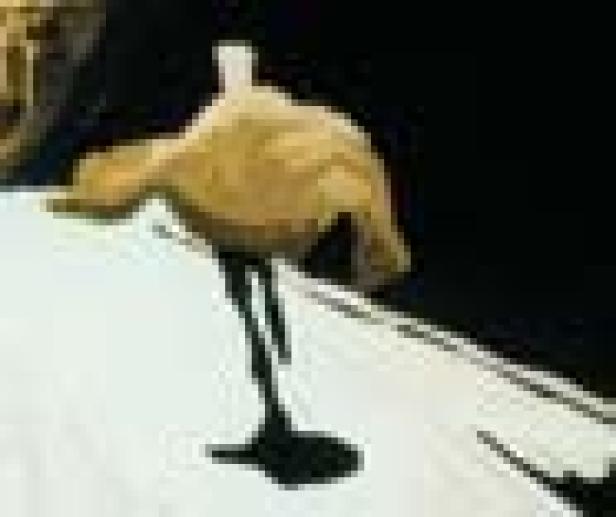 Ein beiger Vogel steht auf einem weißen Untergrund.