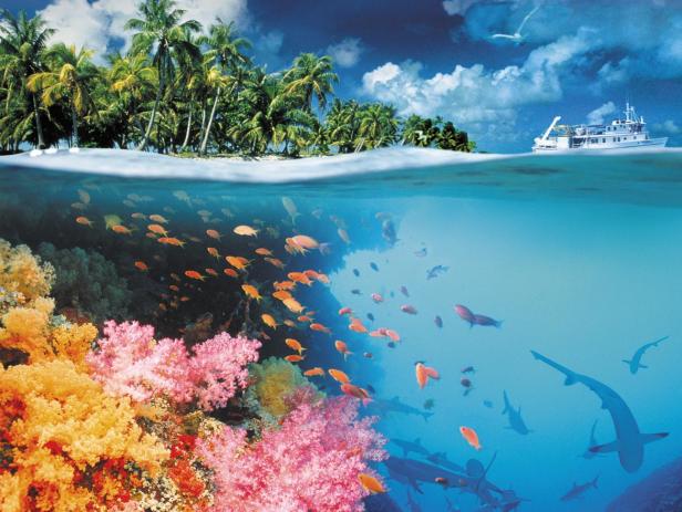 Ein tropisches Inselparadies mit Korallenriff und einer Vielzahl von Fischen unter der Wasseroberfläche.