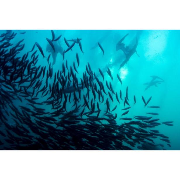 Ein großer Fischschwarm schwimmt im türkisfarbenen Wasser.