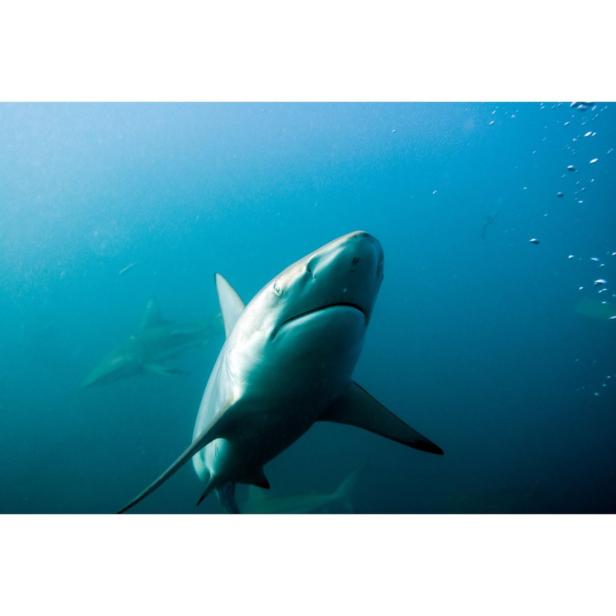 Ein Hai schwimmt im blauen Wasser des Ozeans.