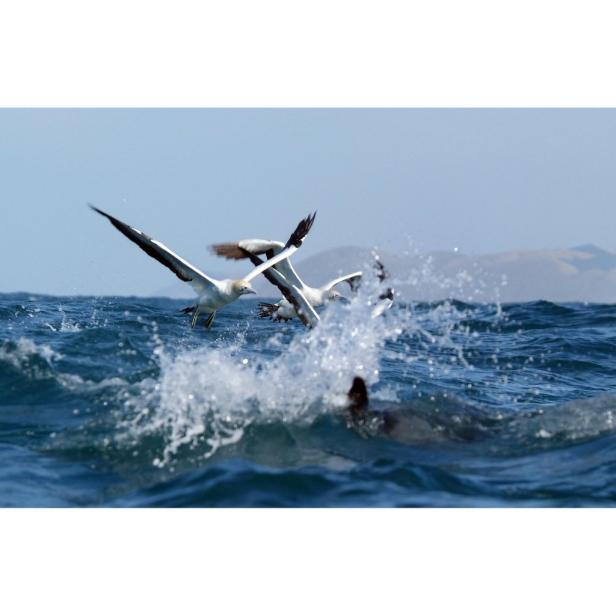 Basstölpel stürzen sich ins Meer, um zu fischen.