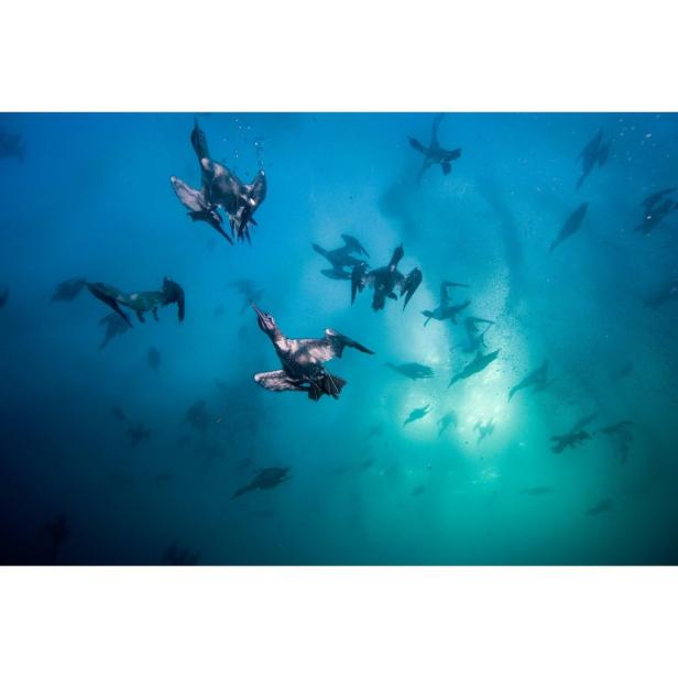 Eine Gruppe Kormorane taucht im blauen Wasser nach Fischen.