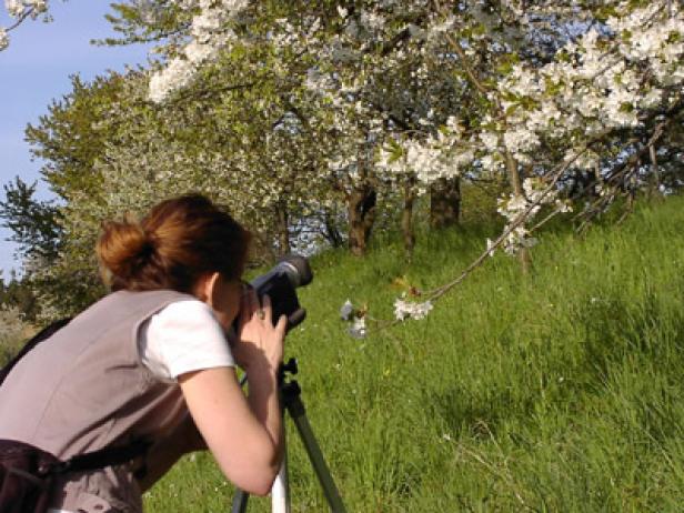 Eine Frau fotografiert mit einem Stativ einen blühenden Baum auf einer Wiese.