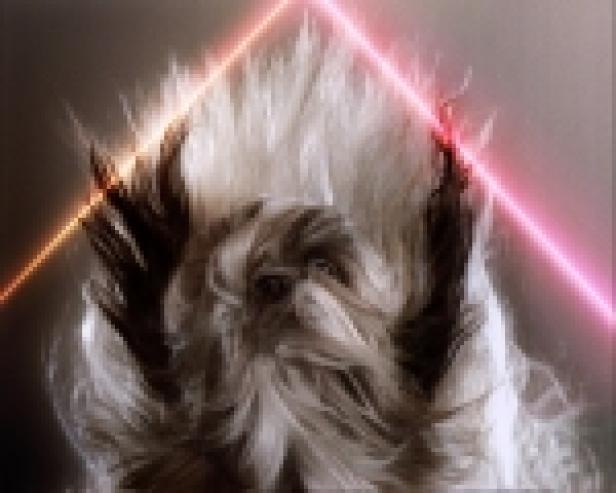 Ein langhaariger Hund steht vor zwei gekreuzten Laserstrahlen.