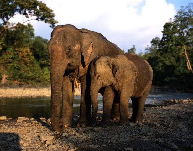 Ein Elefant und sein Junges stehen am Ufer eines Flusses.