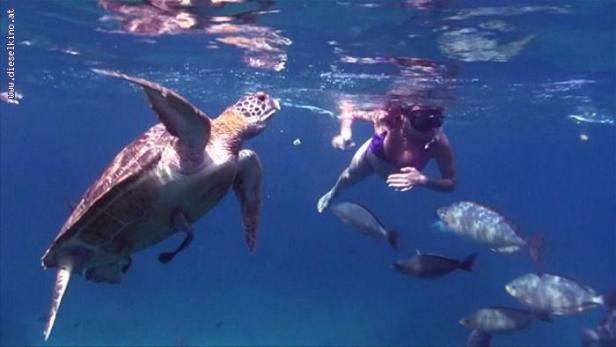 Eine Frau schnorchelt mit einer Meeresschildkröte und Fischen im Ozean.