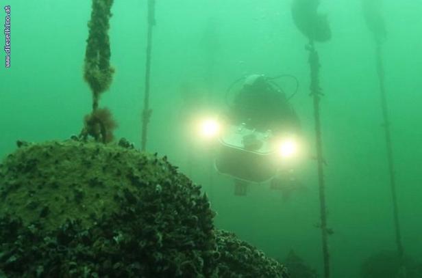 Ein Taucher mit Scheinwerfern erkundet eine Unterwasserlandschaft.