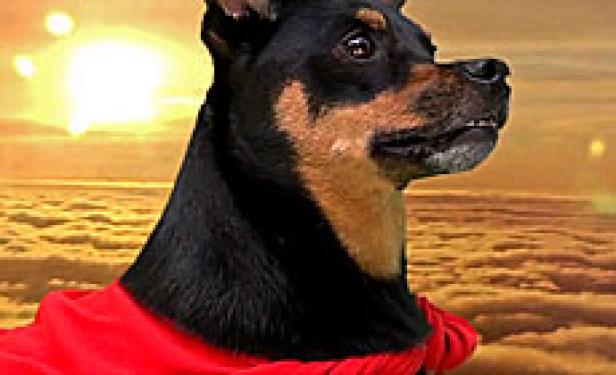 Ein Hund mit einem roten Umhang vor einem Sonnenuntergang.