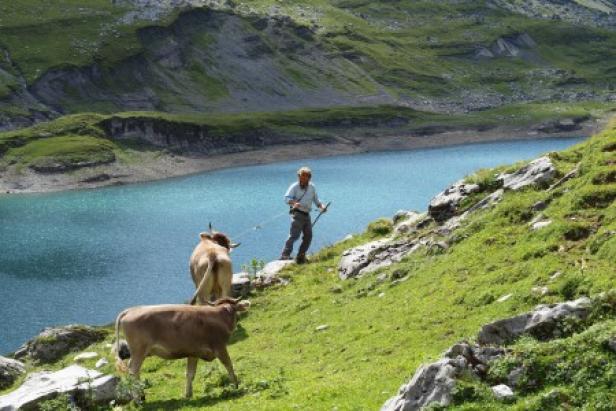 Ein Mann führt Kühe an einem Bergsee vorbei.