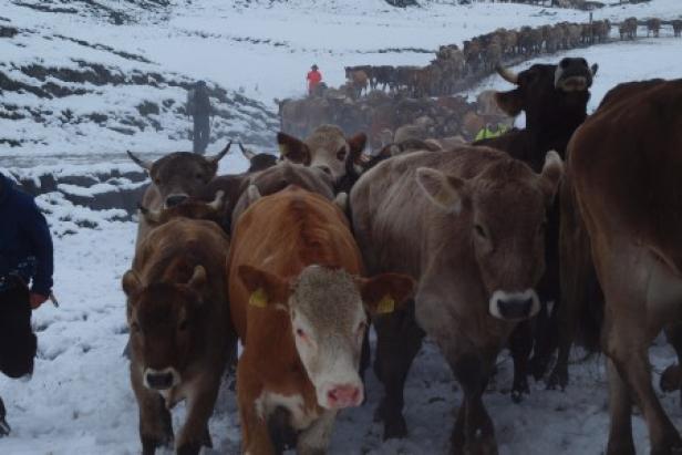 Eine Herde Kühe wird durch eine verschneite Landschaft getrieben.