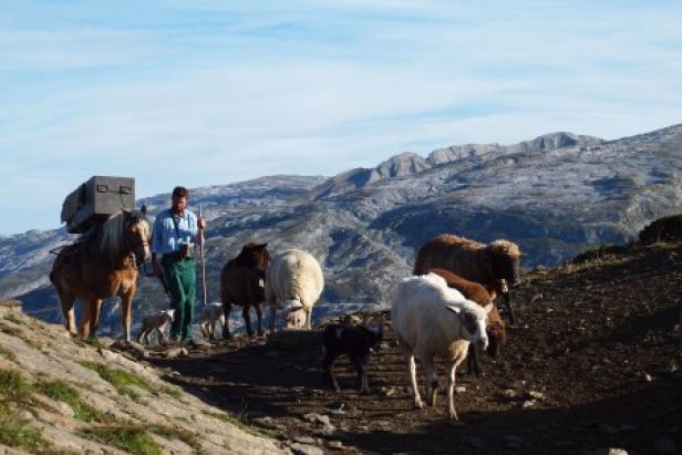 Ein Hirte führt eine Herde Schafe und Pferde durch eine bergige Landschaft.