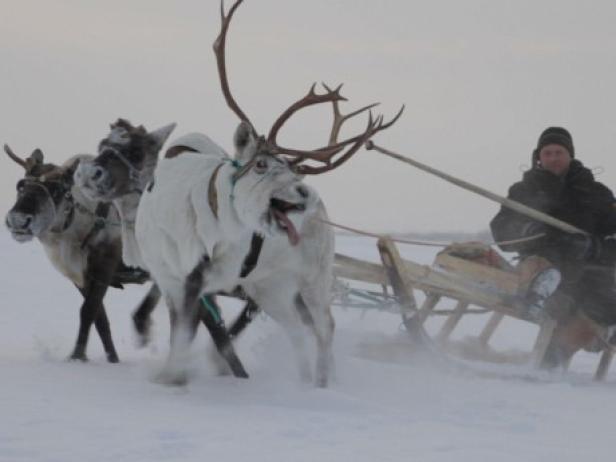 Ein Mann fährt einen von Rentieren gezogenen Schlitten durch eine verschneite Landschaft.