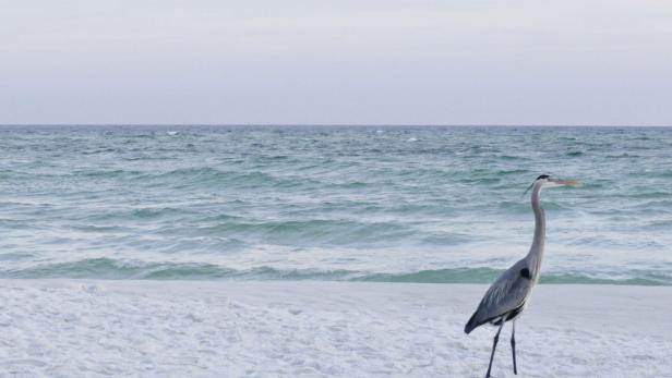 Ein Graureiher steht am Strand vor dem türkisfarbenen Meer.
