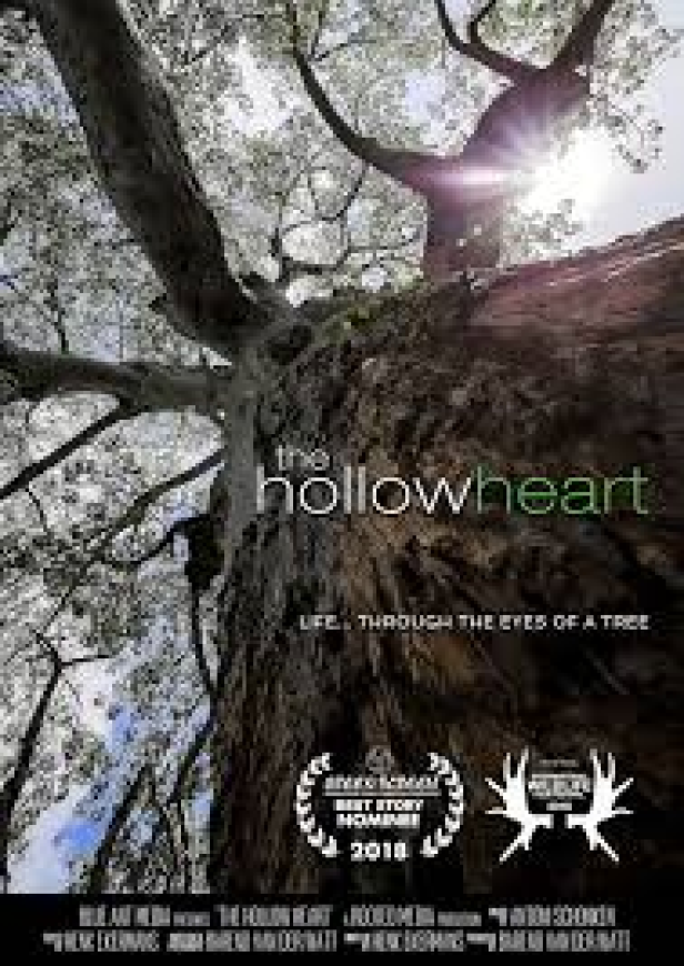 Das Filmplakat für „The Hollow Heart“ zeigt einen Baum, fotografiert von unten.