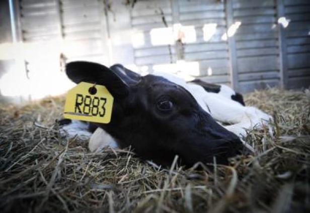 Ein schwarz-weißes Kalb mit einer gelben Ohrmarke liegt im Stroh.
