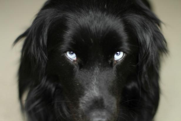 Nahaufnahme eines schwarzen Hundes mit auffallend blauen Augen.