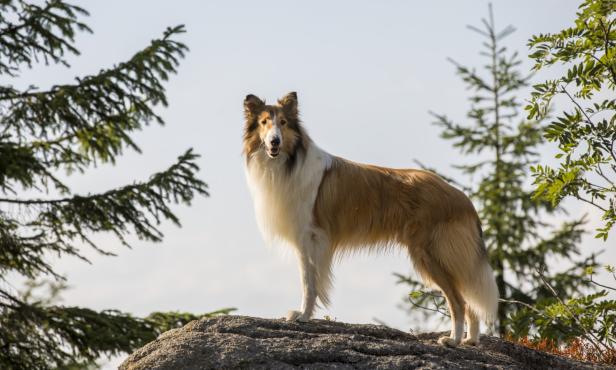 lassie-2.jpg