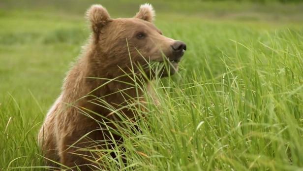 Ein Braunbär frisst Gras in einer grünen Wiese.