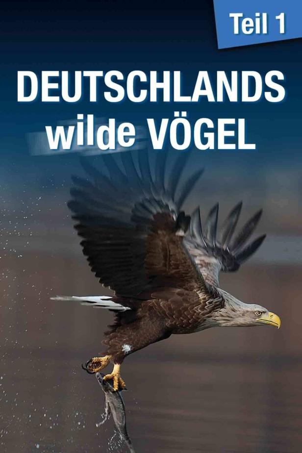 Ein Seeadler greift mit seinen Fängen einen Fisch im Flug.