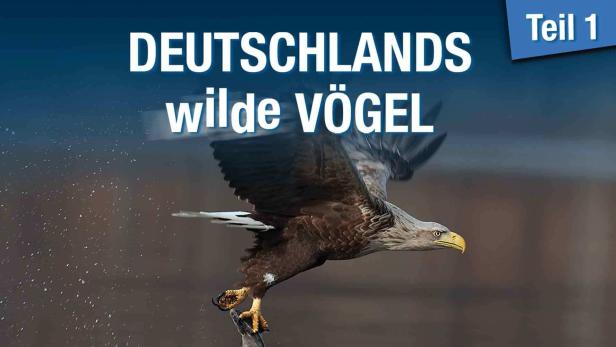 Ein Seeadler landet auf einem Ast.