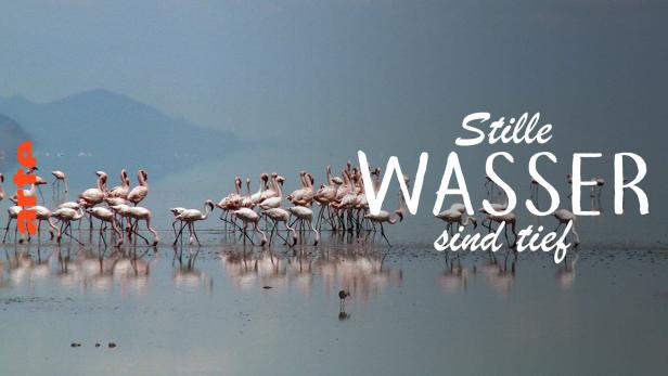 Eine Gruppe Flamingos steht im flachen Wasser eines Sees.
