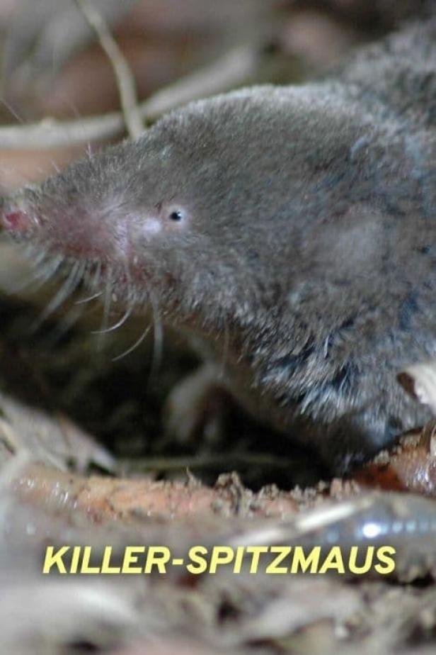 Nahaufnahme einer Spitzmaus im Laub.