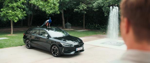 Ein Pfau steht auf dem Dach eines schwarzen Autos vor einem Springbrunnen.