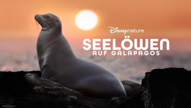 Ein Seelöwe auf den Galapagosinseln vor einem orangefarbenen Himmel.