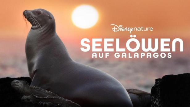 Ein Seelöwe auf den Galapagosinseln vor einem orangefarbenen Himmel.